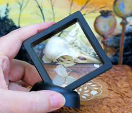 Floating frame with Bird Skull and Dried Flowers - Canary or Jackdaw