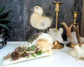 Ostrich skull with taxidermy duckling & dried flowers