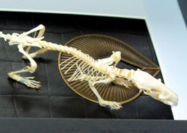Echt Skelet van Rat in Museum Lijst (+ glas) - 25x18 cm