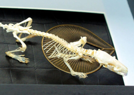 Real articulated skeleton of a Rat in a Museum Frame (+ glass) - 25x18 cm