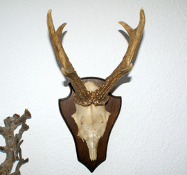 Old Trophy on Shield: 6 pointer Roe Buck (complete with jaws) - 1969