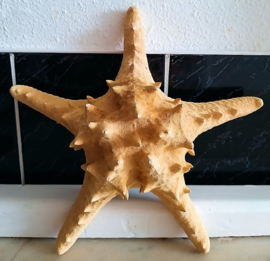 Prachtige Grote Zeester - Long Spine Starfish - ca 22-23 cm
