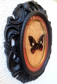 Real Parides butterfly in black Gothic frame