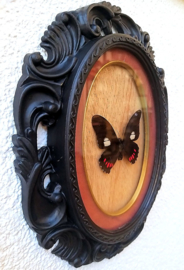 Prachtige echte Parides Vlinder in zwarte Barok/Gothic lijst