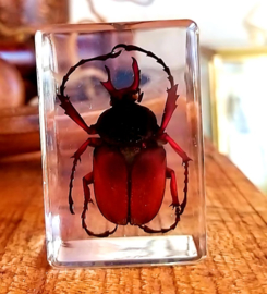 Real Insect/Spider in Resin
