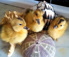 Taxidermy:  Supercute Fluffy Yellow Duckling