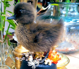 Taxidermy: Duckling with dried flowers on black base