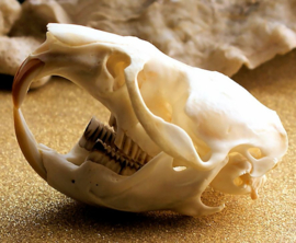 Skull: Muskrat - Ondatra zibethicus