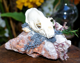 Display: Mink Skull on Mineral Stone