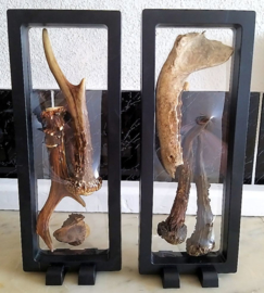 Floating Frame: with Roe Buck Antlers-Horns