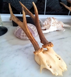 Beautiful Roe Buck Antlers