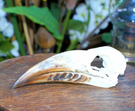 Vogel-Schedel: Grijze Tok -  Neushoornvogel