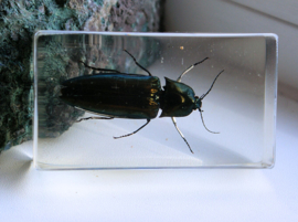 Real Insect in polymer resin - 71x40 mm