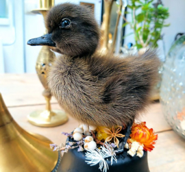 Taxidermy: Duckling with dried flowers on black base