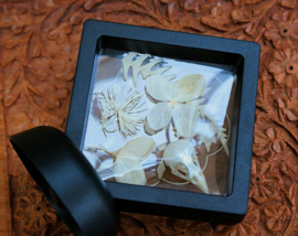 Floating frame with Bird Skull and Dried Flowers - Canary or Jackdaw