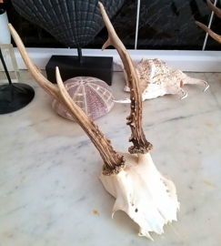 Beautiful Roe Buck Antlers