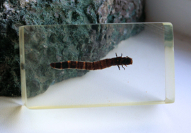 Real Insect in polymer resin - 71x40 mm