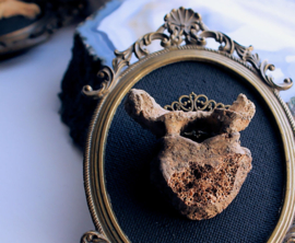 Real Human Vertebra in Antique frame - 16x10 cm