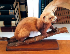 Taxidermie: Mooie Grote Polecat/Bunzing op Tak + Basis