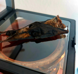 Floating frame with Taxidermy Miniopteridae Bat