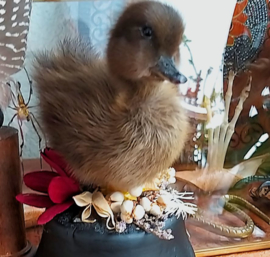 Taxidermy: Duckling with dried flowers on black base