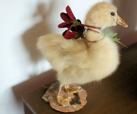 Taxidermy Goose Duckling with Flowers