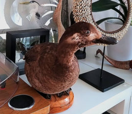 Taxidermie: Opgezette Eend - Velvet Scoter - Melanitta fusca