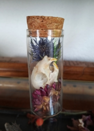 Real Squirrel Skull with Dried Flowers in Glass Dome-Container - Glaucomys sabrinus