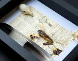 Natural Oddities Collection in Museum Frame (+ glass) - 25x18 cm