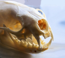 Complete real skull: Mink - Neovison vison - A or B quality