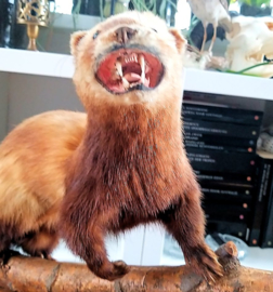 Taxidermie: Mooie Grote Polecat/Bunzing op Tak + Basis