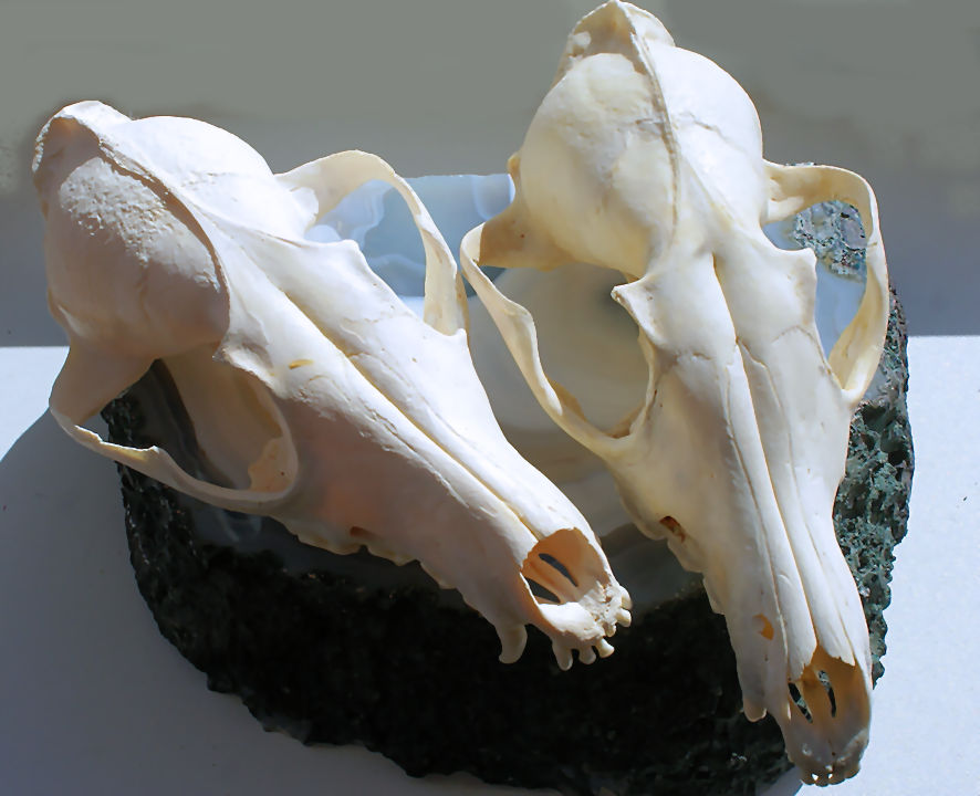 Echte Schedel: Vos Upper