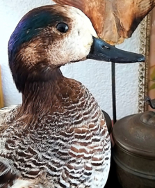 Taxidermie: Opgezette Eend - Chileense Smient - Mareca sibilatrix