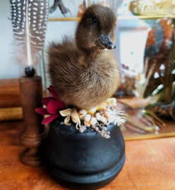 Taxidermy: Duckling with dried flowers on black base