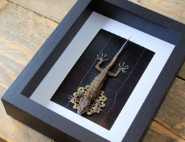 Real Gecko in Black Museum Frame (+ glass) - 25x18 cm