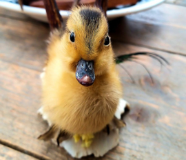 Yellow Duckling on Roe Buck Antlers (standing)