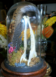 Nature Dome with Skull or Mandible set - various options