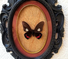 Real Parides butterfly in black Gothic frame