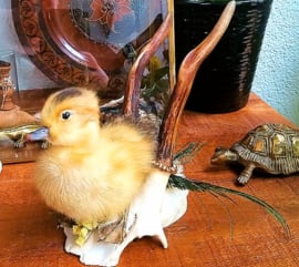 Yellow Duckling on Roe Buck Antlers (standing)