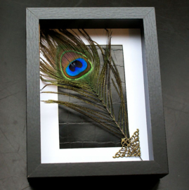 Peacock Feather in Museum Frame (+ glass) - 25x18 cm