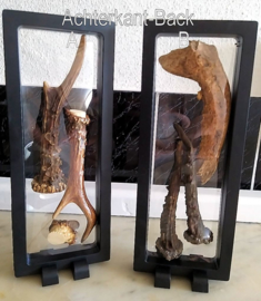 Floating Frame: with Roe Buck Antlers-Horns