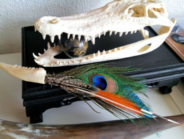 Beautiful Ornament: Roe buck mandible with Feathers & Quills