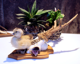 Cocky Yellow Duckling on Roe Buck Antlers (standing)