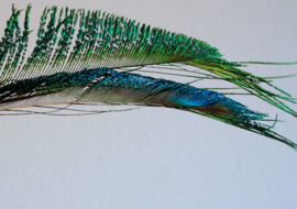 Real Peacock Feather - with or without eye - 25-28 cm long
