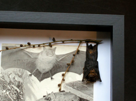 Taxidermy Bat + Antique Print in Museum Frame (+ glass) - 25x18 cm