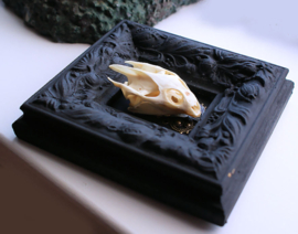 Real Turtle Skull in Antique Frame - 11x10 cm