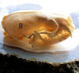 Schedel: Nerts Mink - Neovison vison - compleet met onderkaak - A of B kwaliteit