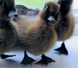 Taxidermy:  Supercute fluffy Dark Duckling