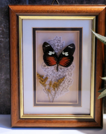 Opgezette Vlinder in Vintage houten lijstje - 21x16 cm
