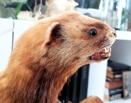 Taxidermie: Mooie Grote Polecat/Bunzing op Tak + Basis